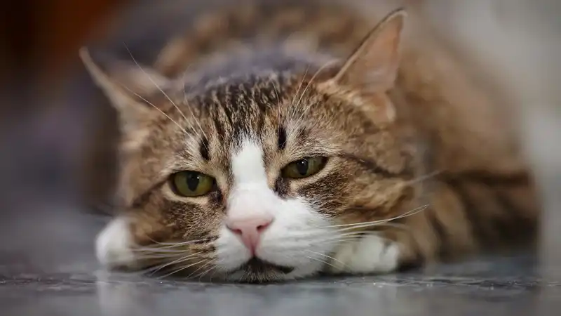 GS-441524 Fip | Shaanxi BLOOM Tech Co., Ltd GS-441524 Fip | Shaanxi BLOOM Tech Co., Ltd