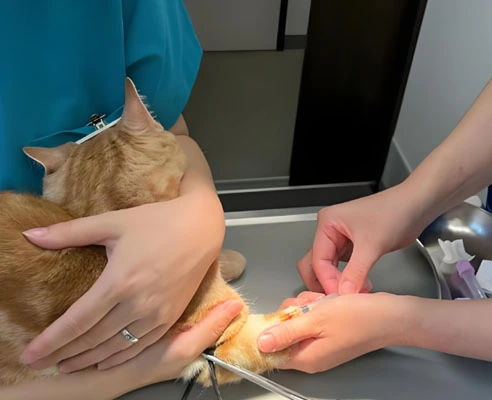 antiviral gs 441524| Shaanxi BLOOM Tech Co., Ltd antiviral gs 441524| Shaanxi BLOOM Tech Co., Ltd