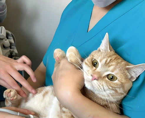 gs cat medicine| Shaanxi BLOOM Tech Co., Ltd gs cat medicine| Shaanxi BLOOM Tech Co., Ltd