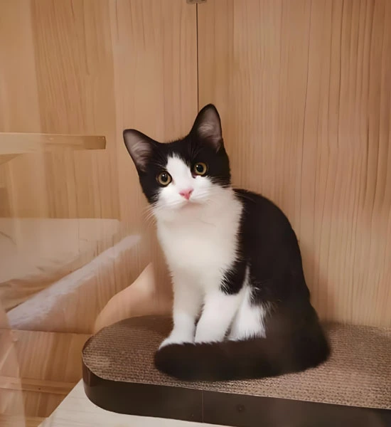 GS-441524 tablets | Shaanxi BLOOM Tech Co., Ltd GS-441524 tablets | Shaanxi BLOOM Tech Co., Ltd