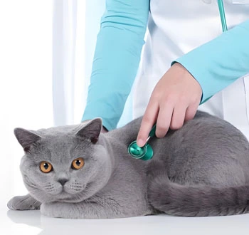 gs 441524 drug | Shaanxi BLOOM Tech Co., Ltd gs 441524 drug | Shaanxi BLOOM Tech Co., Ltd