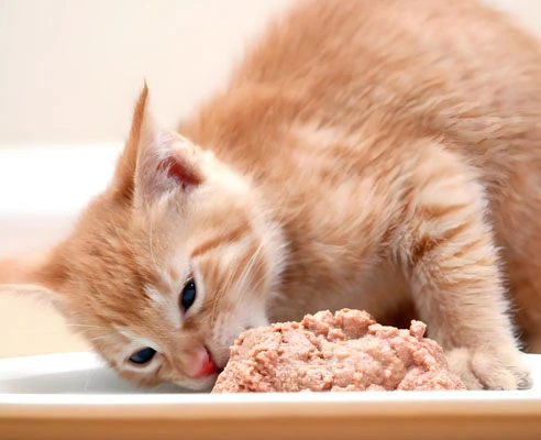 gs 441524 for fip | Shaanxi BLOOM Tech Co., Ltd gs 441524 for fip | Shaanxi BLOOM Tech Co., Ltd