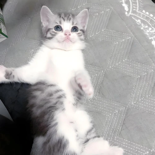 gs 441524 for fip | Shaanxi BLOOM Tech Co., Ltd gs 441524 for fip | Shaanxi BLOOM Tech Co., Ltd