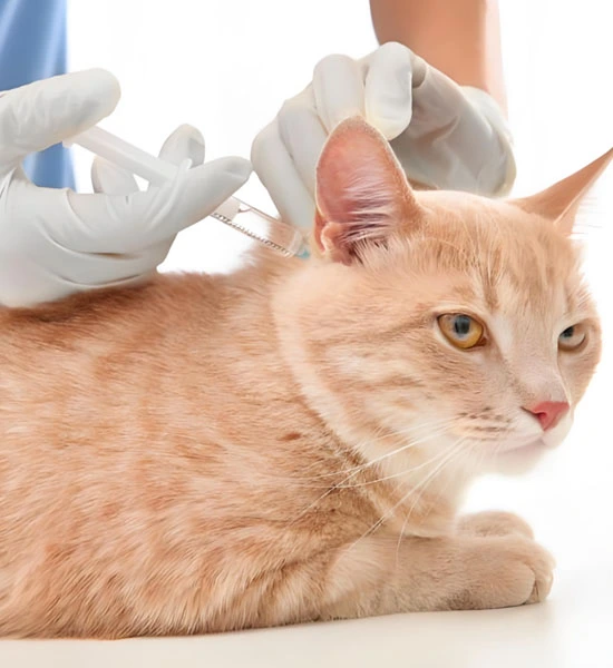 gs pills | Shaanxi BLOOM Tech Co., Ltd gs pills | Shaanxi BLOOM Tech Co., Ltd