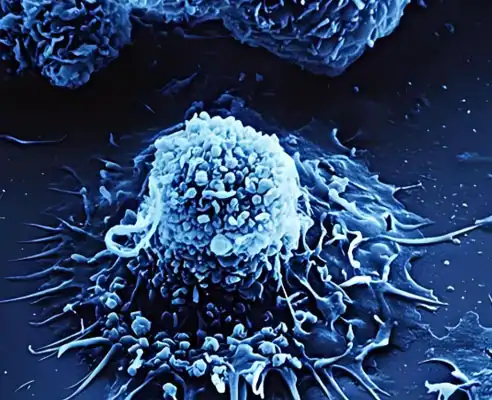 antiviral gs 441524 | Shaanxi BLOOM Tech Co., Ltd antiviral gs 441524 | Shaanxi BLOOM Tech Co., Ltd