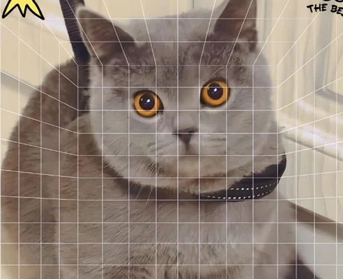 gs cat medicine | Shaanxi BLOOM Tech Co., Ltd