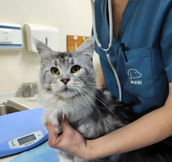 gs cat medicine | Shaanxi BLOOM Tech Co., Ltd