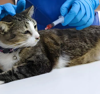 gs pills | Shaanxi BLOOM Tech Co., Ltd