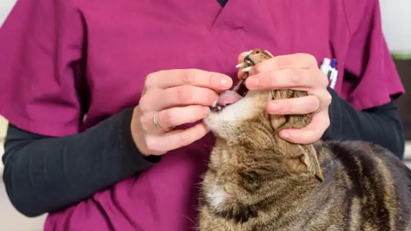 gs cat medicine | Shaanxi BLOOM Tech Co., Ltd gs cat medicine | Shaanxi BLOOM Tech Co., Ltd