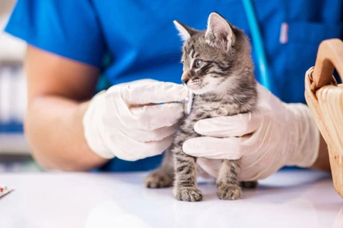 gs 441524 cost | Shaanxi BLOOM Tech Co., Ltd gs 441524 cost | Shaanxi BLOOM Tech Co., Ltd