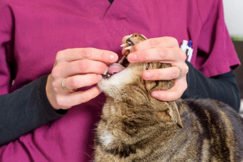 gs 441524 oral | Shaanxi BLOOM Tech Co., Ltd