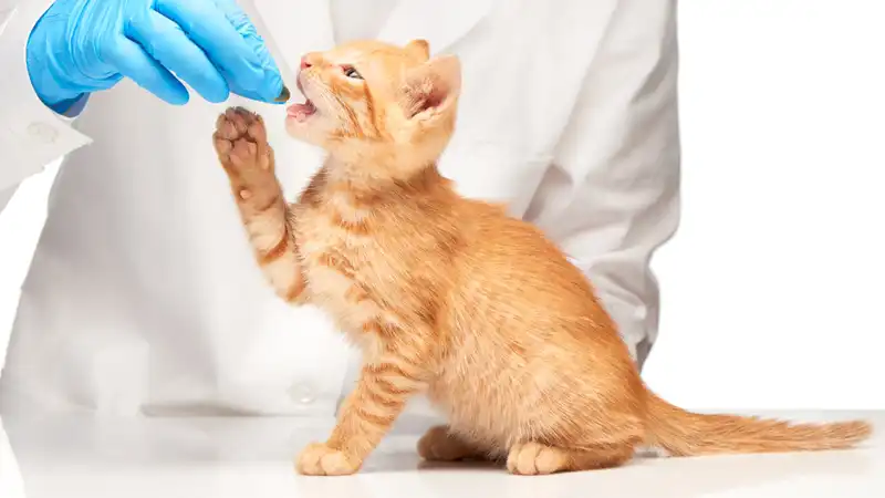 gs 441524 sale | Shaanxi BLOOM Tech Co., Ltd