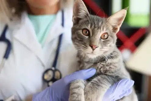 gs 441524 for fip | Shaanxi BLOOM Tech Co., Ltd gs 441524 for fip | Shaanxi BLOOM Tech Co., Ltd