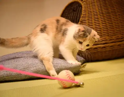 gs 441524 where to buy | Shaanxi BLOOM Tech Co., Ltd