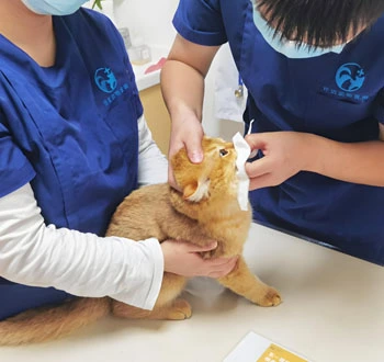 fip pills| Shaanxi BLOOM Tech Co., Ltd