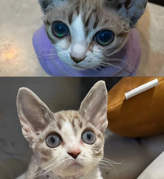 GS-441524 tablets | Shaanxi BLOOM Tech Co., Ltd