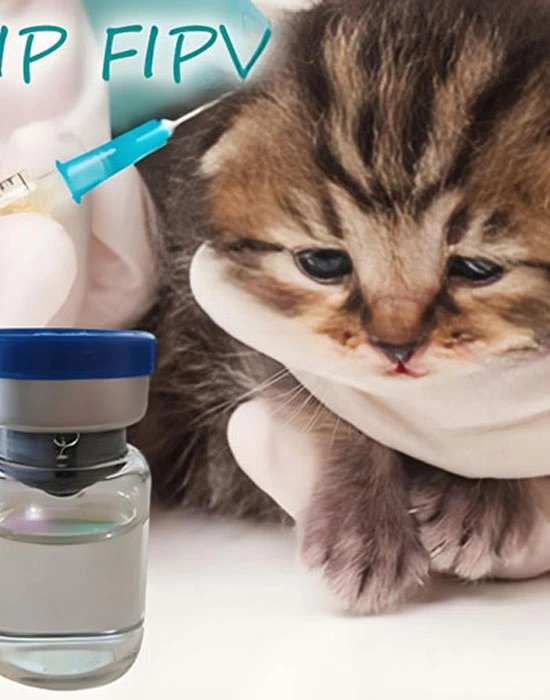 gs 441524 treatment | Shaanxi BLOOM Tech Co., Ltd