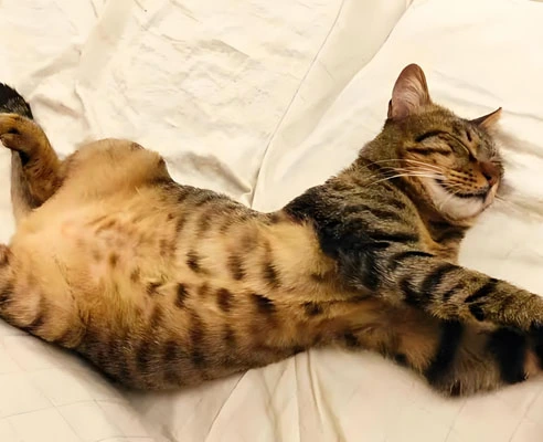 fip gs 44152 drug| Shaanxi BLOOM Tech Co., Ltd fip gs 44152 drug| Shaanxi BLOOM Tech Co., Ltd