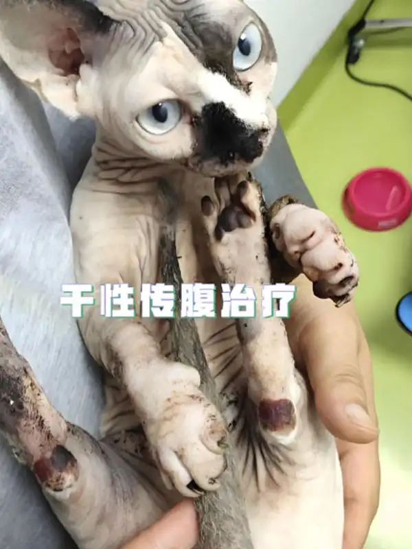 gs 441524 buy | Shaanxi BLOOM Tech Co., Ltd