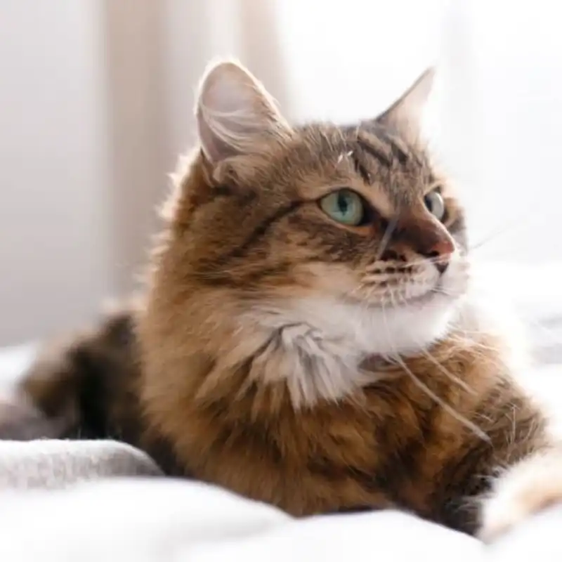 Respiratory Rate FIP | Shaanxi BLOOM Tech Co., Ltd