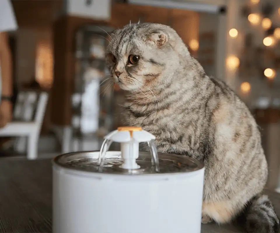 GS-441524 | Shaanxi BLOOM Tech Co., Ltd