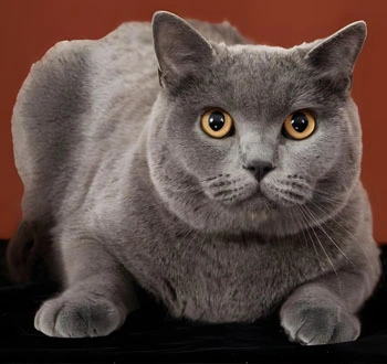 fipv cats | Shaanxi BLOOM Tech Co., Ltd