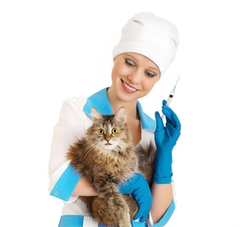 fipv vaccine | Shaanxi BLOOM Tech Co., Ltd