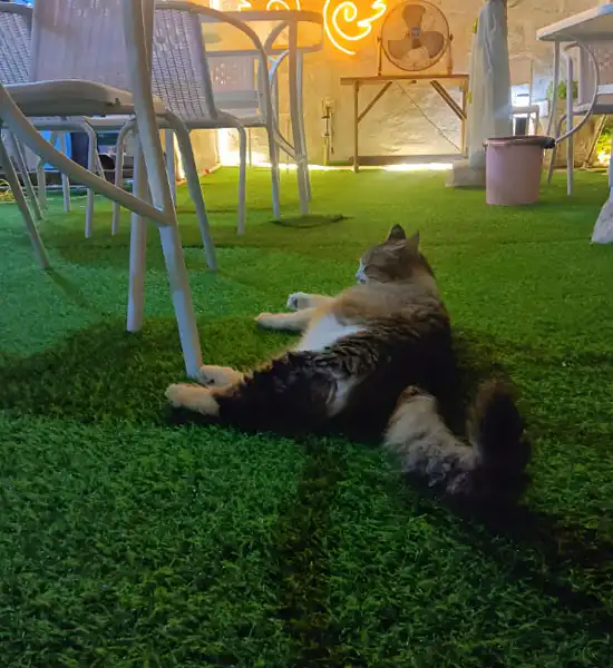 gs cat medicine | Shaanxi BLOOM Tech Co., Ltd