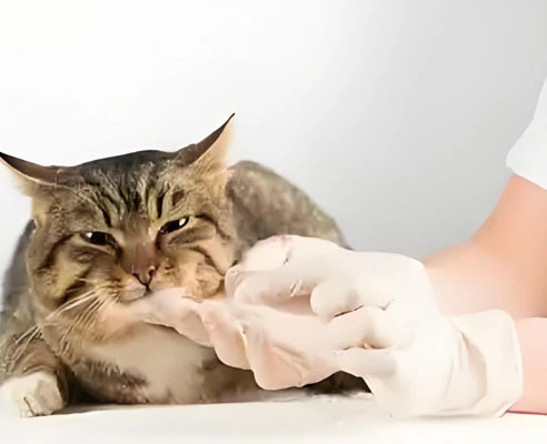 gs cat medicine | Shaanxi BLOOM Tech Co., Ltd gs cat medicine | Shaanxi BLOOM Tech Co., Ltd