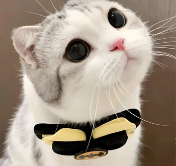 gs 441524 50mg | Shaanxi BLOOM Tech Co., Ltd