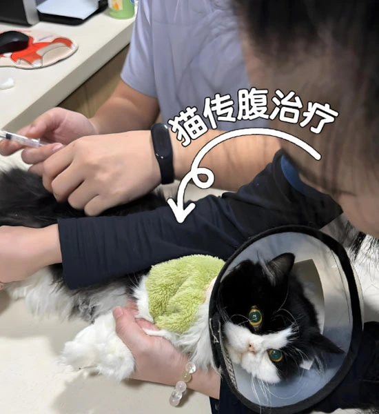 gs 441524 drug | Shaanxi BLOOM Tech Co., Ltd