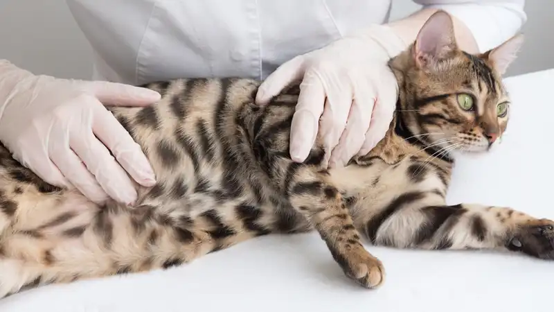 gs 441524 precio | Shaanxi BLOOM Tech Co., Ltd gs 441524 precio | Shaanxi BLOOM Tech Co., Ltd