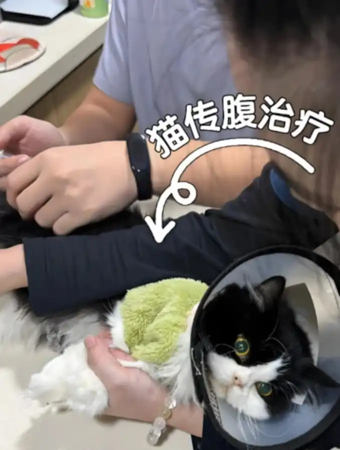 GS-441524 Tablets use | Shaanxi BLOOM Tech Co., Ltd GS-441524 Tablets use | Shaanxi BLOOM Tech Co., Ltd