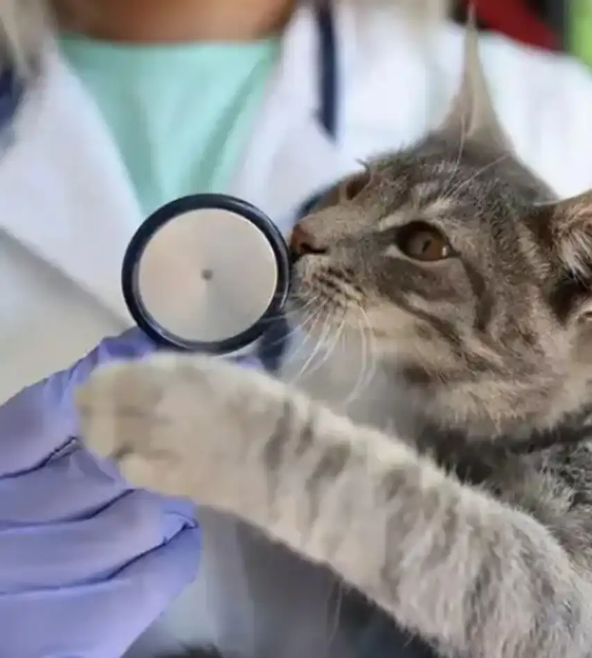 GS-441524 FIP sales online | Shaanxi BLOOM Tech Co., Ltd