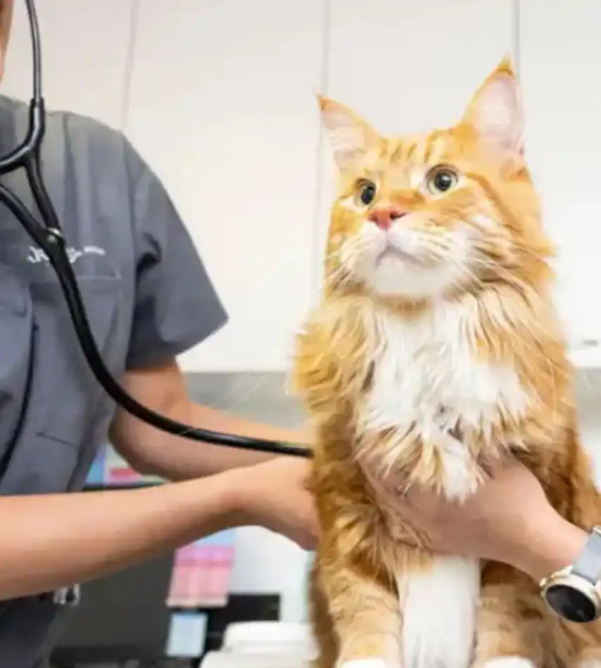 GS-441524 FIP Purchase | Shaanxi BLOOM Tech Co., Ltd