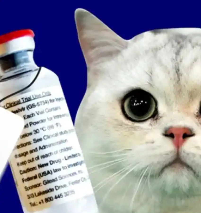 GS-441524 Powder Buy | Shaanxi BLOOM Tech Co., Ltd