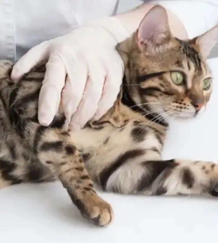 GS-441524 Powder 2mg | Shaanxi BLOOM Tech Co., Ltd