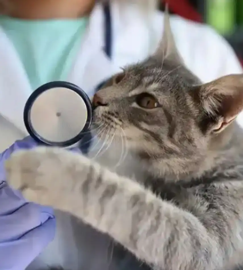 GS-441524 Powder Hot sale | Shaanxi BLOOM Tech Co., Ltd