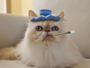 free cat fip treatment  | Shaanxi BLOOM Tech Co., Ltd