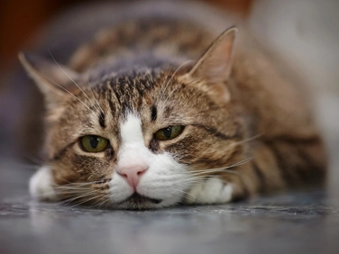 gs 441524 pills  | Shaanxi BLOOM Tech Co., Ltd