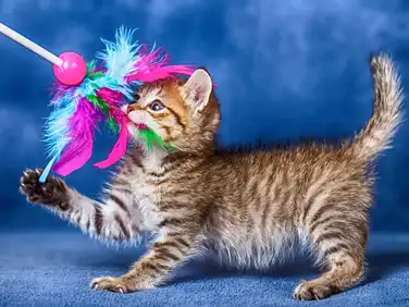 gs 441524 cost  | Shaanxi BLOOM Tech Co., Ltd