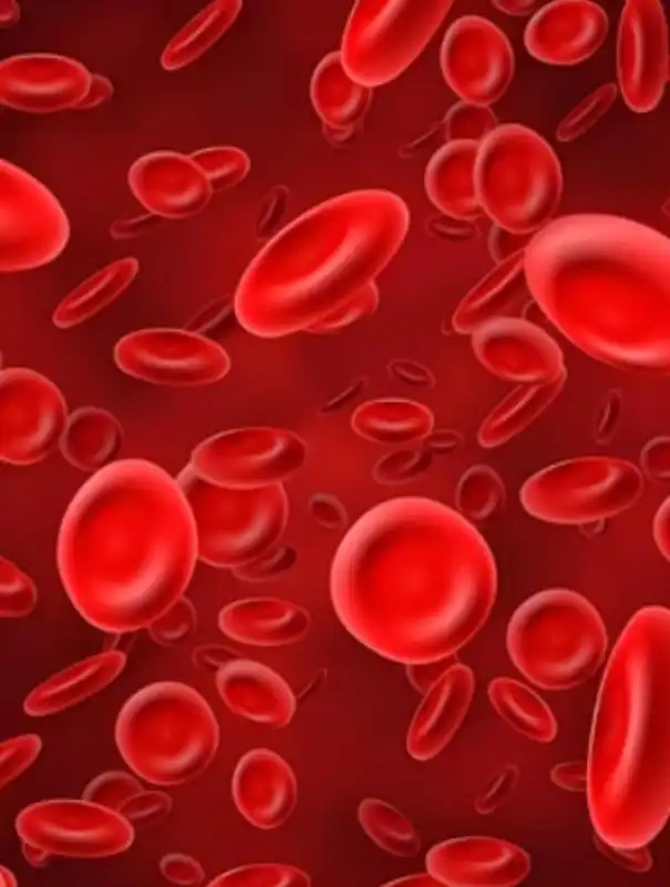 GS-441524 Fip use | Shaanxi BLOOM Tech Co., Ltd