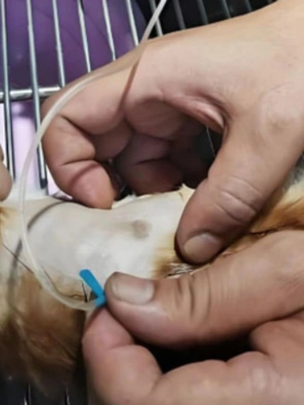 GS-441524 Fip purchase | Shaanxi BLOOM Tech Co., Ltd GS-441524 Fip purchase | Shaanxi BLOOM Tech Co., Ltd