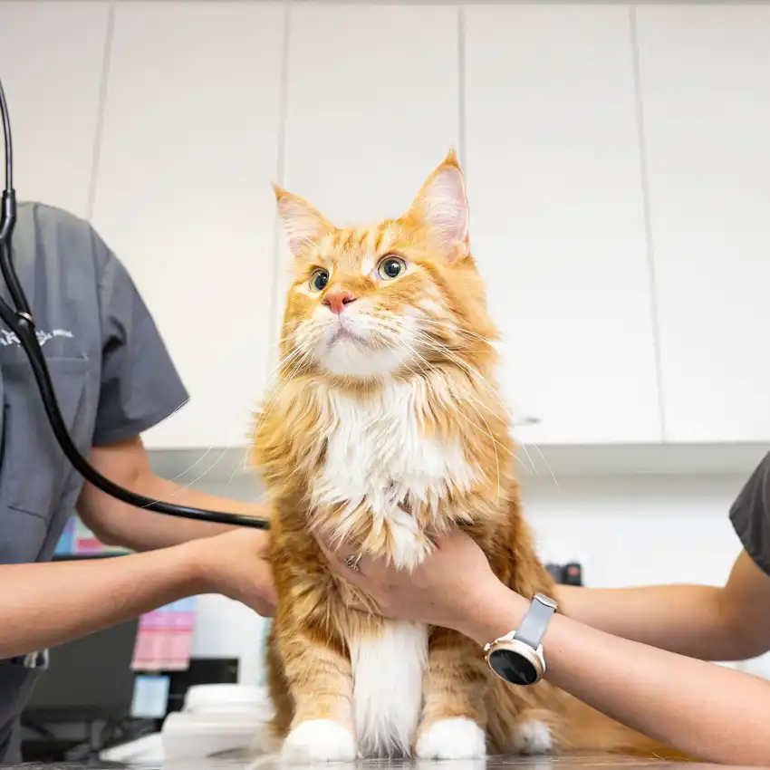 gs 441524 treatment | Shaanxi BLOOM Tech Co., Ltd gs 441524 treatment | Shaanxi BLOOM Tech Co., Ltd