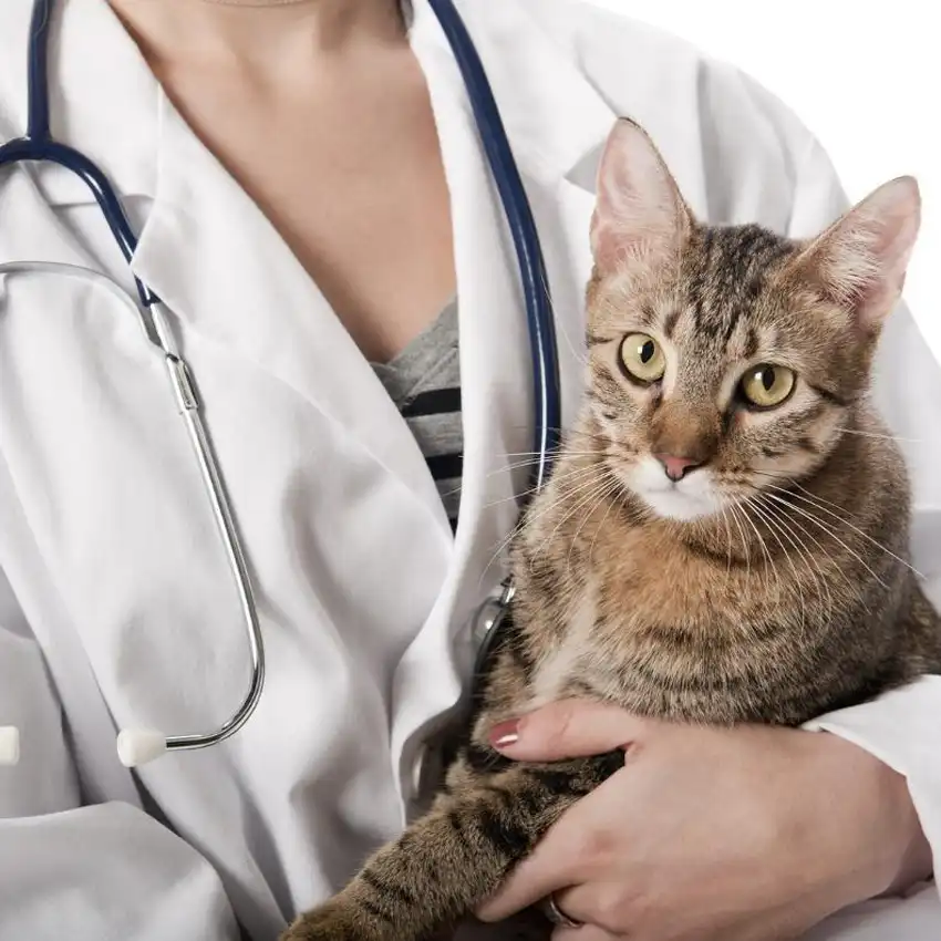 free cat fip treatment | Shaanxi BLOOM Tech Co., Ltd free cat fip treatment | Shaanxi BLOOM Tech Co., Ltd