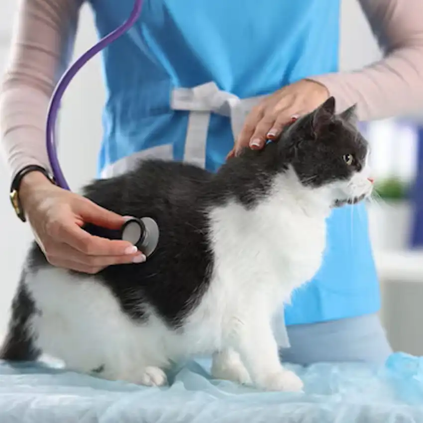 gs 441524 buy | Shaanxi BLOOM Tech Co., Ltd gs 441524 buy | Shaanxi BLOOM Tech Co., Ltd