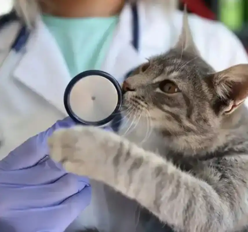 gs 441524 cost  | Shaanxi BLOOM Tech Co., Ltd