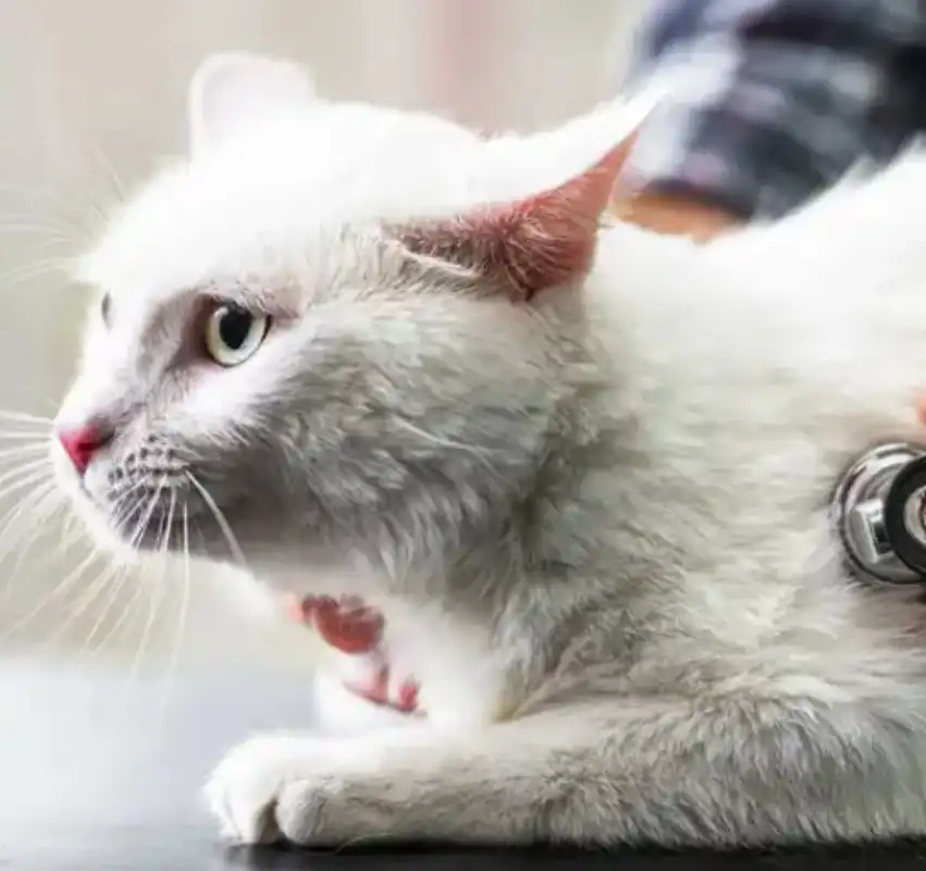 free cat fip treatment  | Shaanxi BLOOM Tech Co., Ltd