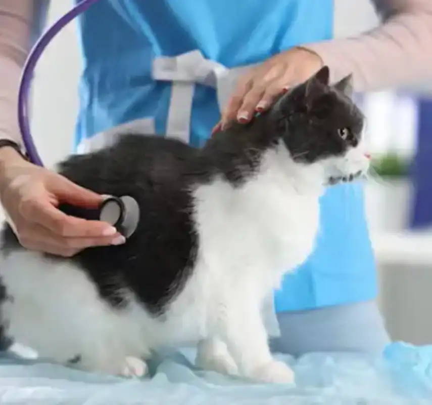 GS-441524 Injection for sale | Shaanxi BLOOM Tech Co., Ltd GS-441524 Injection for sale | Shaanxi BLOOM Tech Co., Ltd