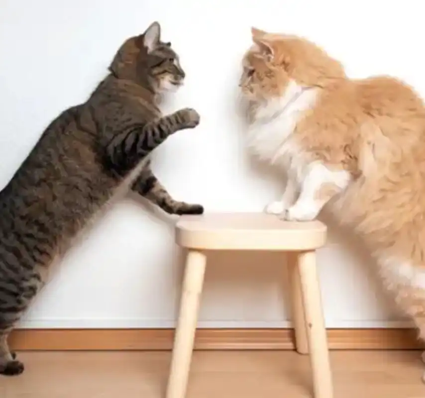 GS-441524 Injection Purchase | Shaanxi BLOOM Tech Co., Ltd